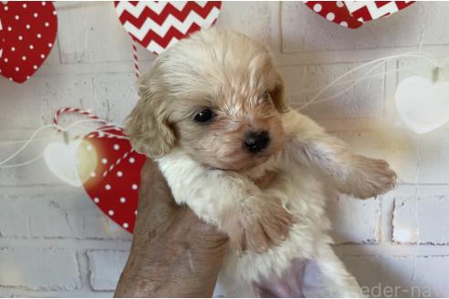 販売中の北海道のミックス犬-390312の6枚目