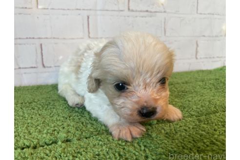 販売中の北海道のミックス犬-390312の5枚目