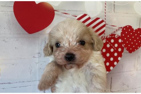販売中の北海道のミックス犬-390312の4枚目