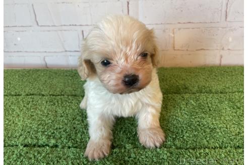 販売中の北海道のミックス犬-390312の3枚目