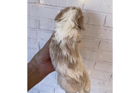 販売中の北海道のミックス犬-390310の2枚目