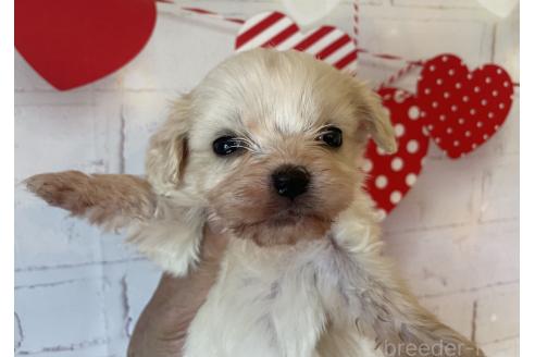 販売中の北海道のミックス犬-390316の7枚目