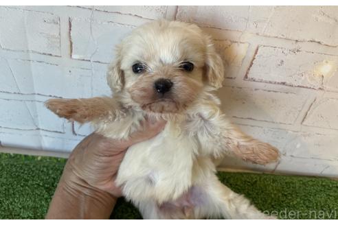 販売中の北海道のミックス犬-390316の6枚目