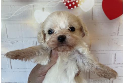 販売中の北海道のミックス犬-390316の5枚目