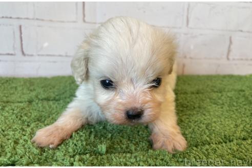 販売中の北海道のミックス犬-390316の4枚目
