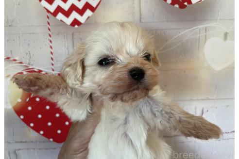 販売中の北海道のミックス犬-390316の3枚目