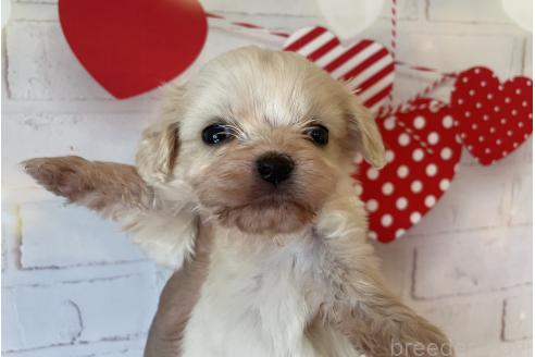 販売中の北海道のミックス犬-390316の2枚目