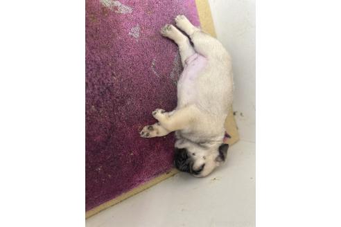 販売中の茨城県のパグ-390320の4枚目
