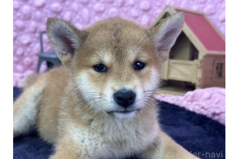 販売中の茨城県の柴犬-390326の31枚目