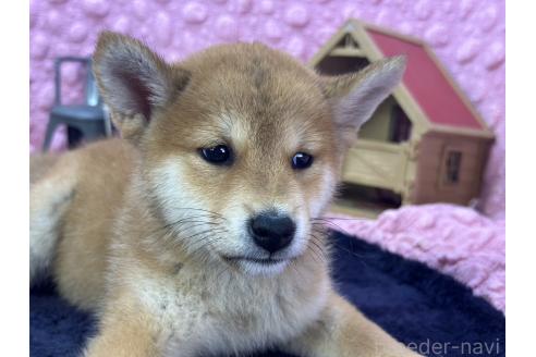 販売中の茨城県の柴犬-390326の30枚目