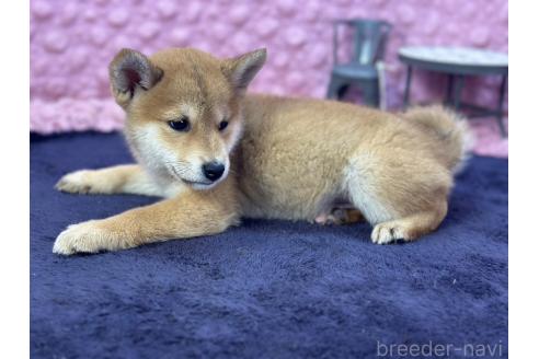 販売中の茨城県の柴犬-390326の29枚目