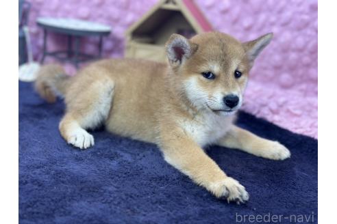 販売中の茨城県の柴犬-390326の28枚目
