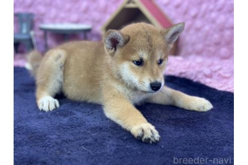 販売中の茨城県の柴犬-390326の27枚目