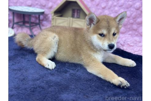 販売中の茨城県の柴犬-390326の26枚目