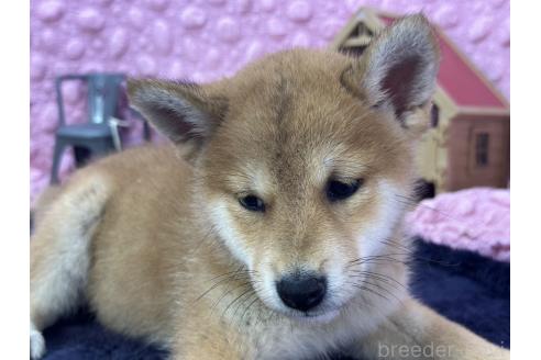 販売中の茨城県の柴犬-390326の25枚目