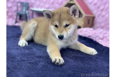 販売中の茨城県の柴犬-390326の24枚目