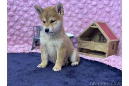 販売中の茨城県の柴犬-390326の22枚目
