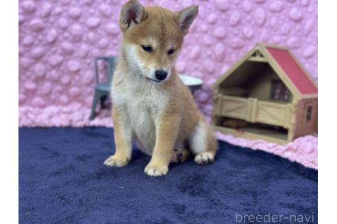 販売中の茨城県の柴犬-390326の21枚目