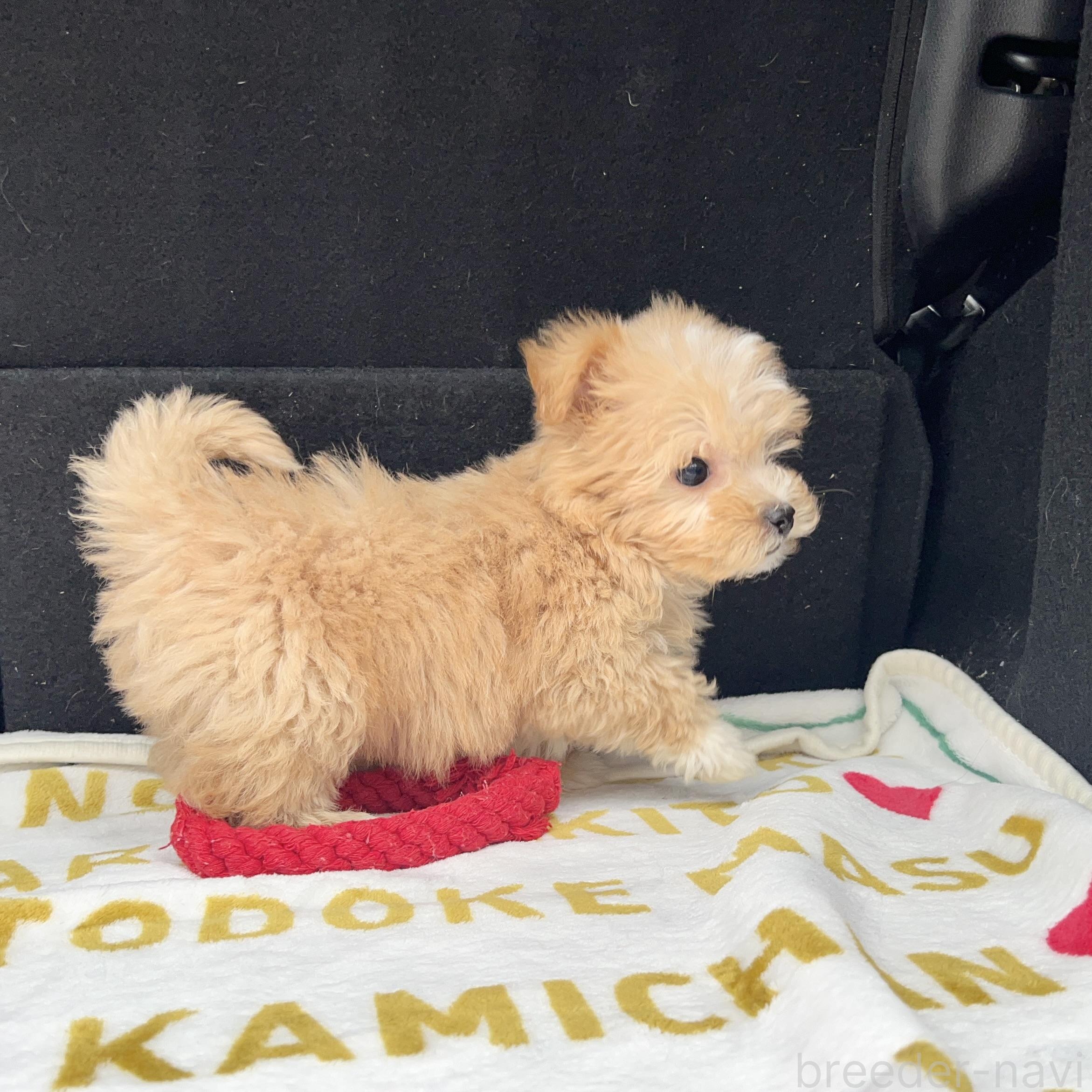 成約済の栃木県のマルプー:マルチーズ×トイプードル-382803の5枚目