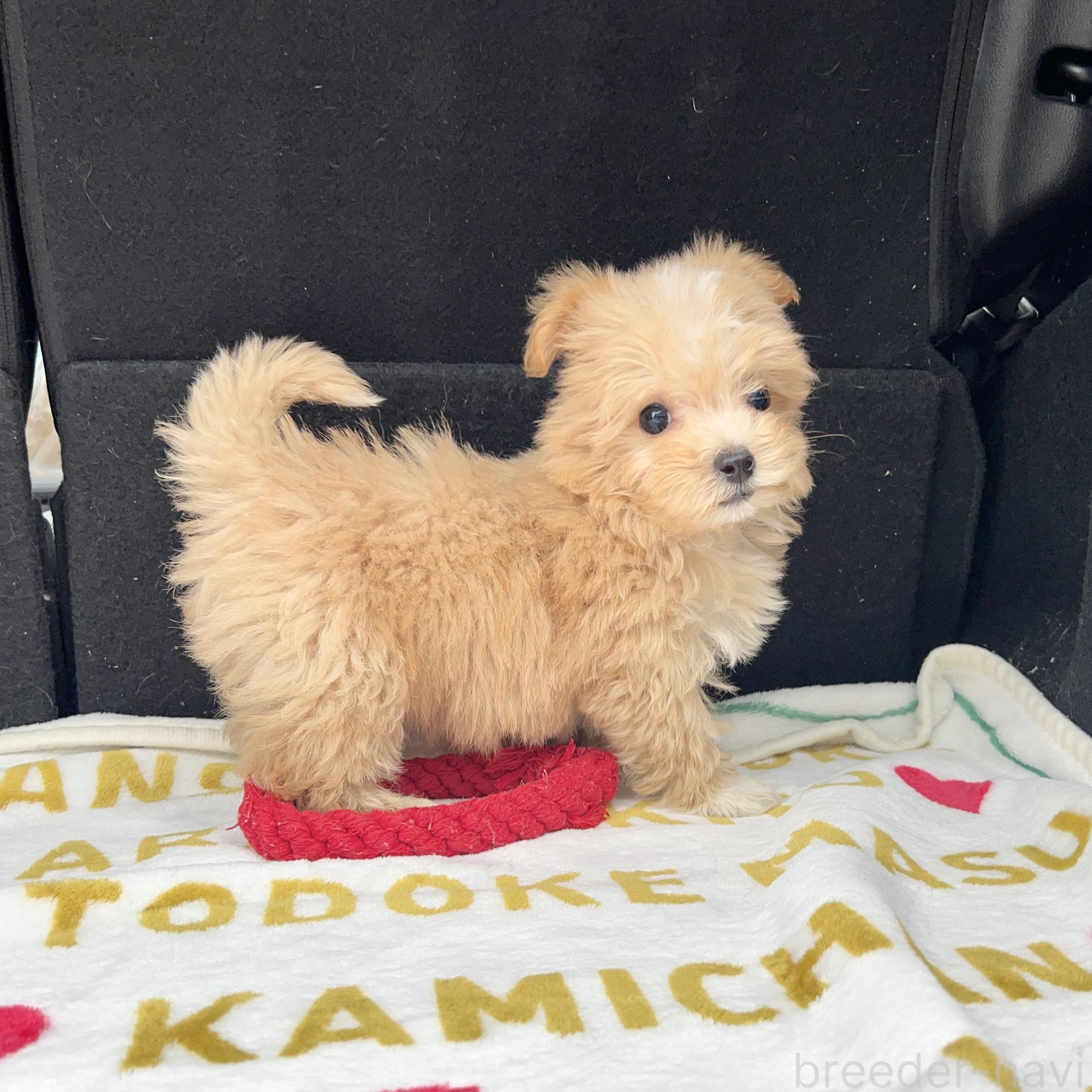 成約済の栃木県のマルプー:マルチーズ×トイプードル-382803の4枚目