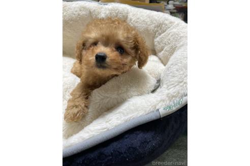 販売中の香川県のタイニープードル-390354の2枚目
