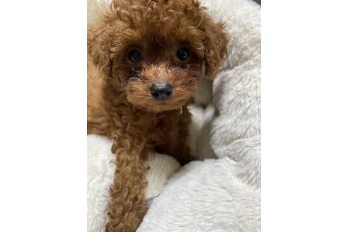 販売中の香川県のタイニープードル-390356の1枚目