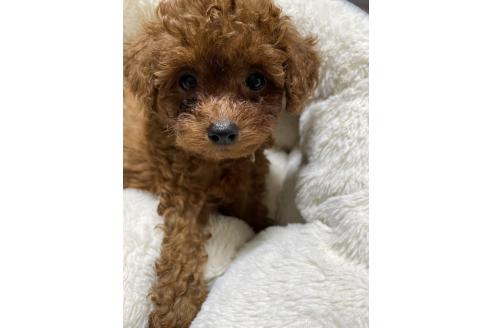 販売中の香川県のタイニープードル-390356の2枚目