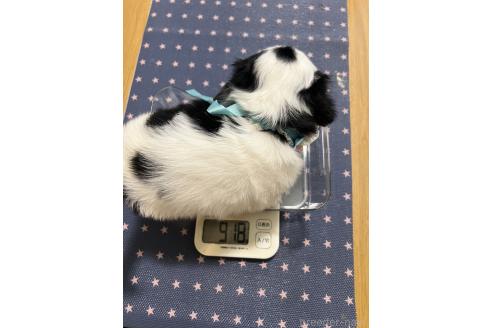 販売中の埼玉県のミックス犬-390358の8枚目