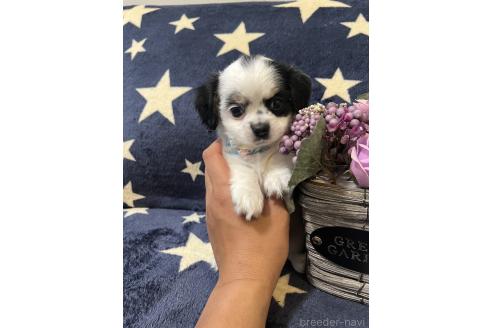 販売中の埼玉県のミックス犬-390358の7枚目