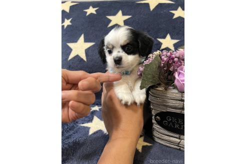 販売中の埼玉県のミックス犬-390358の6枚目
