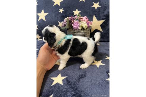 販売中の埼玉県のミックス犬-390358の5枚目