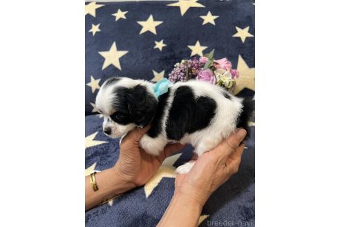 販売中の埼玉県のミックス犬-390358の4枚目