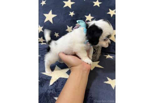 販売中の埼玉県のミックス犬-390358の3枚目