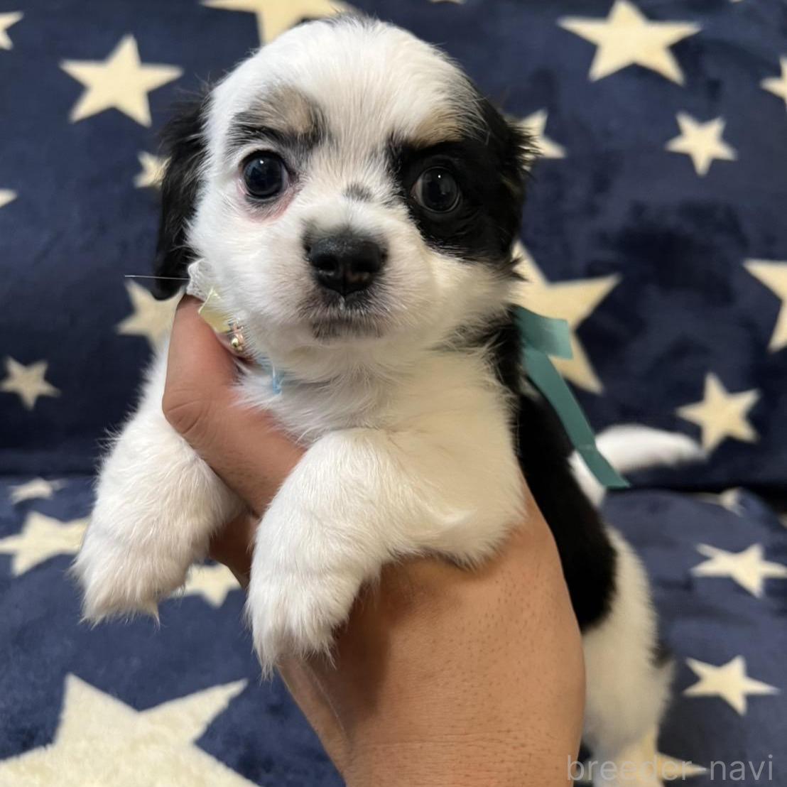 販売中の埼玉県のミックス犬-390358の1枚目
