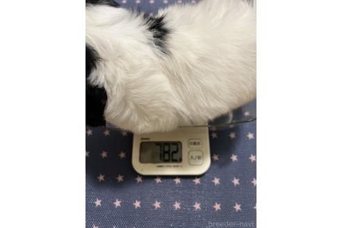 販売中の埼玉県のミックス犬-390359の6枚目