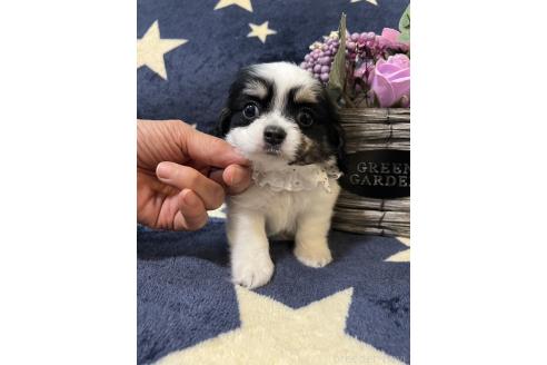 販売中の埼玉県のミックス犬-390359の5枚目