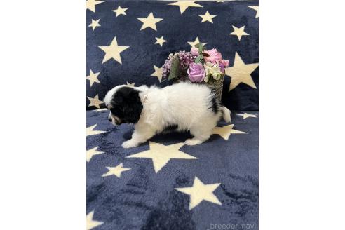 販売中の埼玉県のミックス犬-390359の4枚目