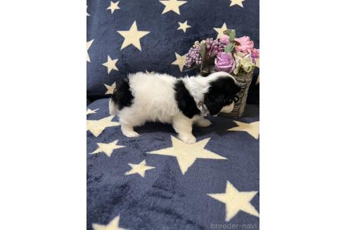 販売中の埼玉県のミックス犬-390359の3枚目