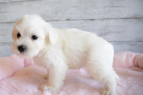 成約済の北海道のミックス犬-386596の3枚目