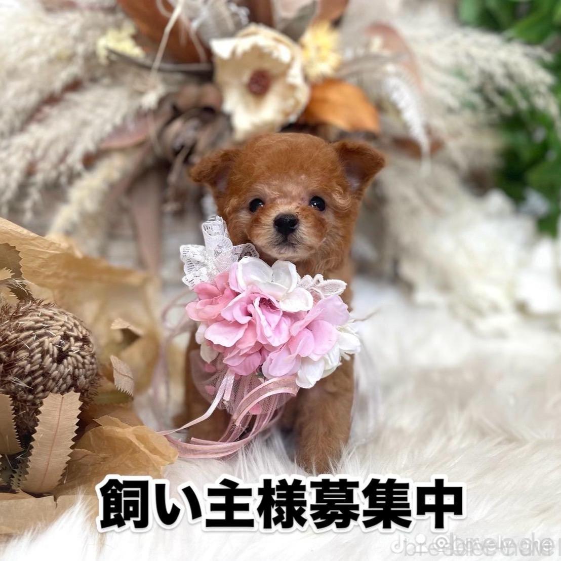 販売中の鹿児島県のトイプードル-390378の5枚目