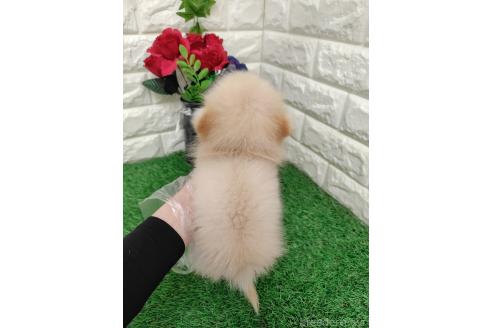 販売中の岡山県のポメラニアン-390391の2枚目