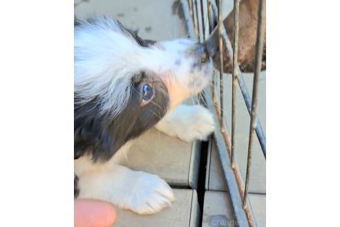成約済の千葉県のミックス犬-388043の8枚目