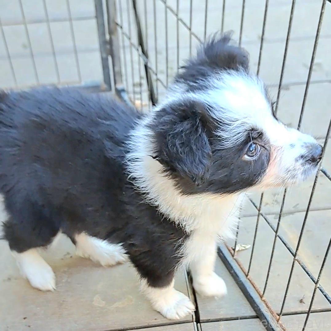 成約済の千葉県のミックス犬-388043の6枚目