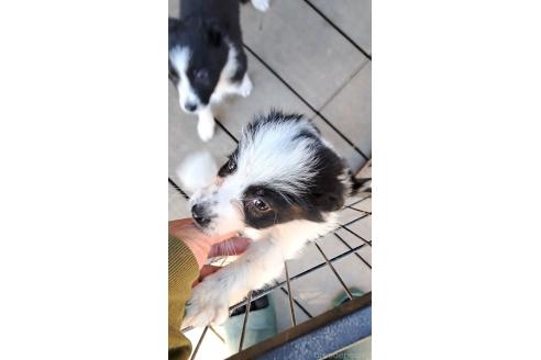 成約済の千葉県のミックス犬-388043の3枚目