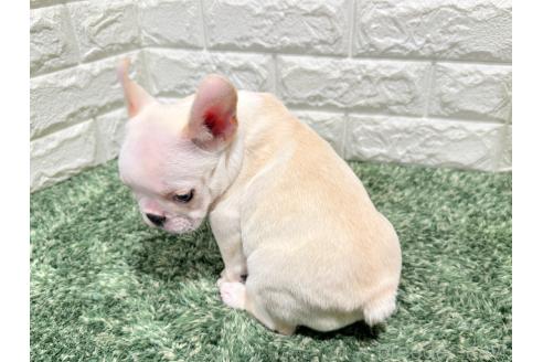 販売中の愛知県のフレンチブルドッグ-390412の2枚目