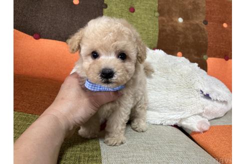 商談中の福岡県のマルプー:マルチーズ×トイプードル-390411の8枚目