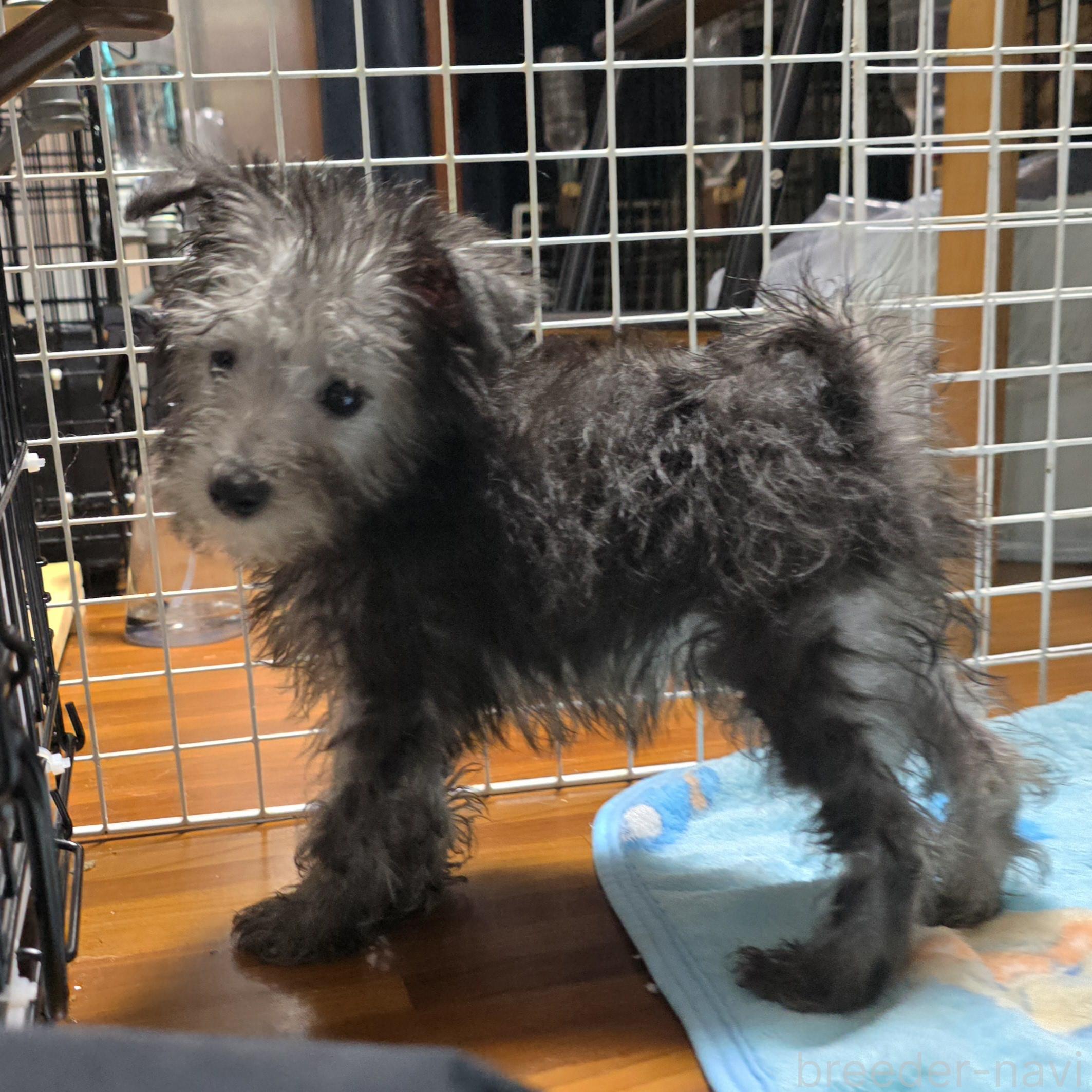 成約済の岡山県のミックス犬-378319の1枚目