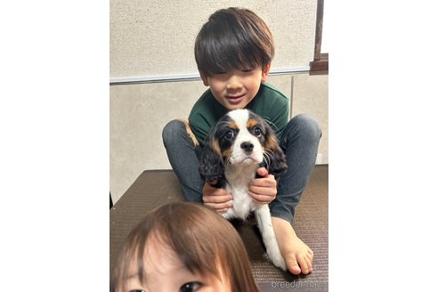 商談中の東京都のキャバリアキングチャールズスパニエル-361646の2枚目