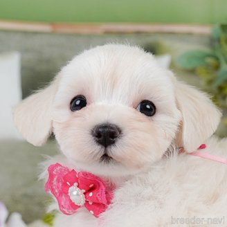 販売中の神奈川県のマルプー:マルチーズ×トイプードル-390277