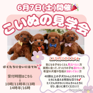 販売中の神奈川県のマルプー:マルチーズ×トイプードル-390279の5枚目